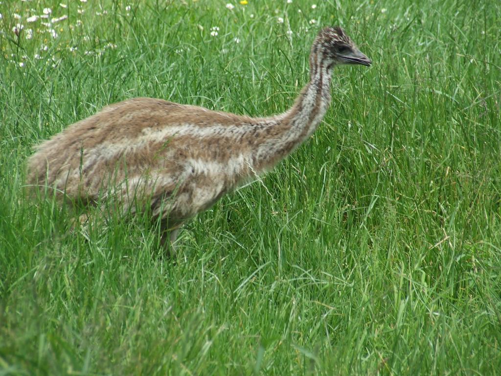 Runciman Berries And Emus B&B Ramarama Exteriör bild