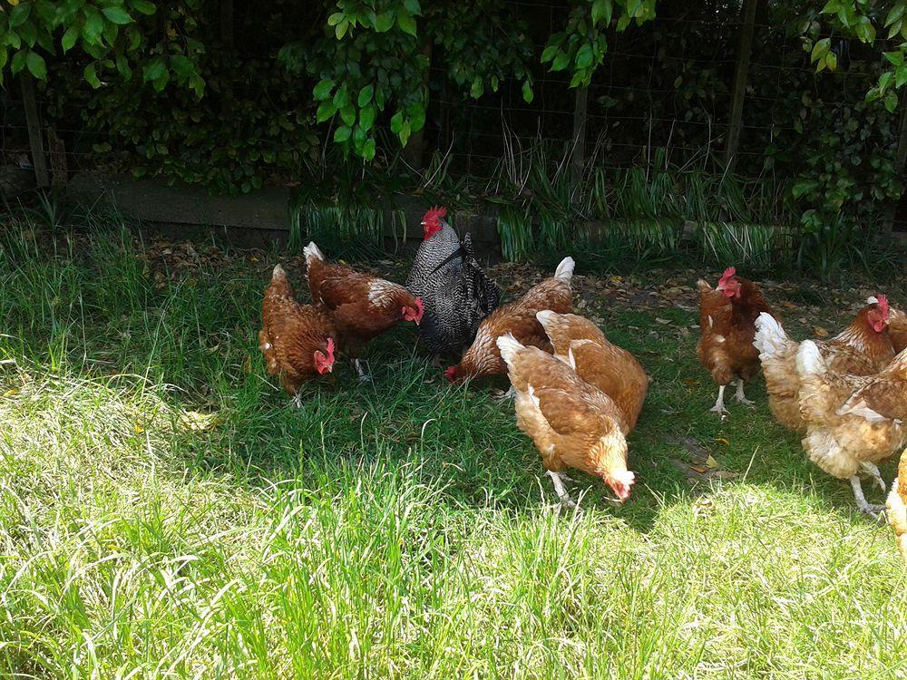 Runciman Berries And Emus B&B Ramarama Exteriör bild